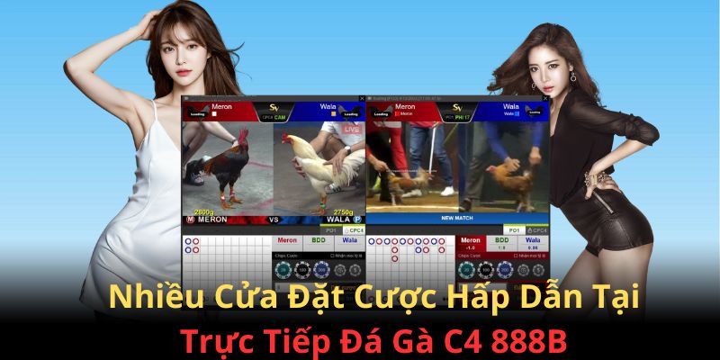 Nhiều cửa đặt cược trực tiếp đá gà C4 cho người chơi lựa chọn tại 888B