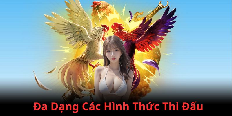 Nhiều hình thức thi đấu trực tiếp đá gà C4 có tại nhà cái 888B