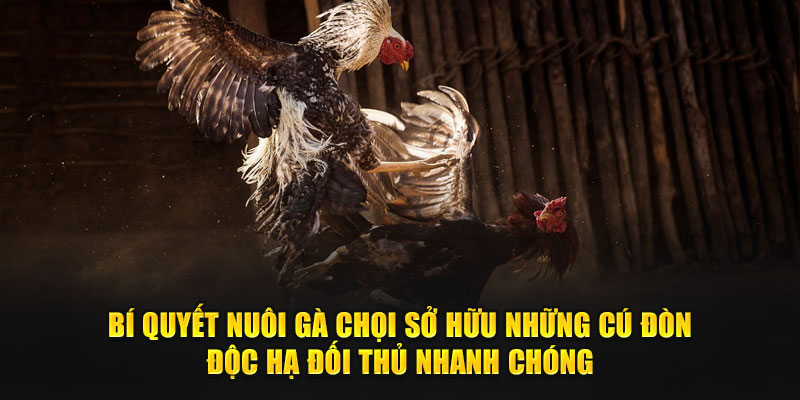 Bí quyết nuôi gà chọi sở hữu những cú đòn độc hạ đối thủ nhanh chóng