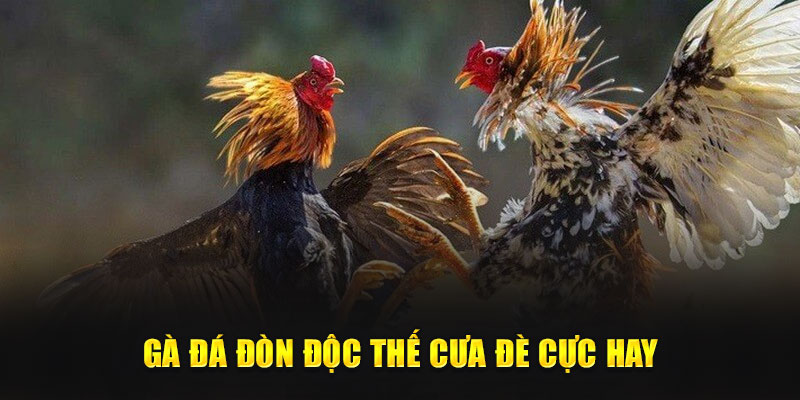 Gà đá đòn độc thế cưa đè cực hay