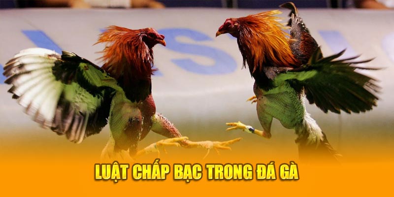 Luật chấp bạc trong đá gà