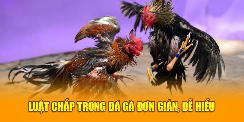 Luật chấp trong đá gà đơn giản, dễ hiểu