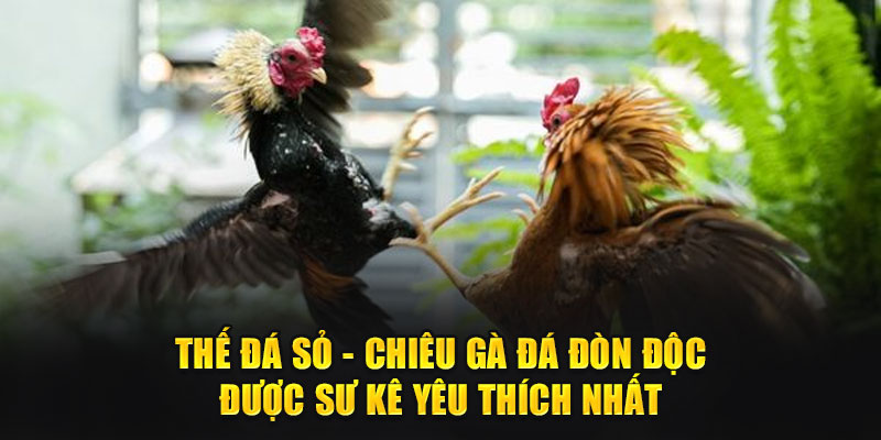 Thế đá sỏ - Chiêu gà đá đòn độc được sư kê yêu thích nhất