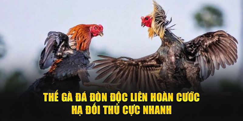 Thế gà đá đòn độc liên hoàn cước hạ đối thủ cực nhanh